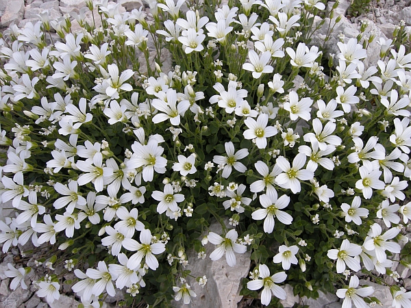 Arenaria bertolonii / Arenaria di Bertoloni